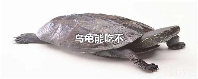 乌龟能吃不
