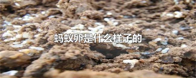 蚂蚁卵是什么样子的