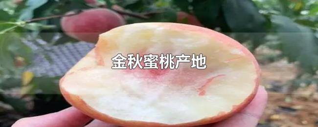 金秋蜜桃产地