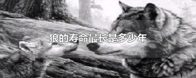 狼的寿命最长是多少年