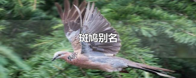 斑鸠别名