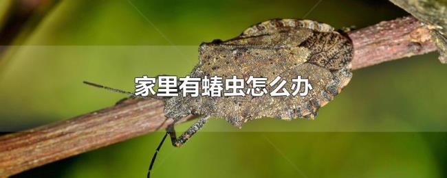 家里有蝽虫怎么办 家里有蝽虫怎么办