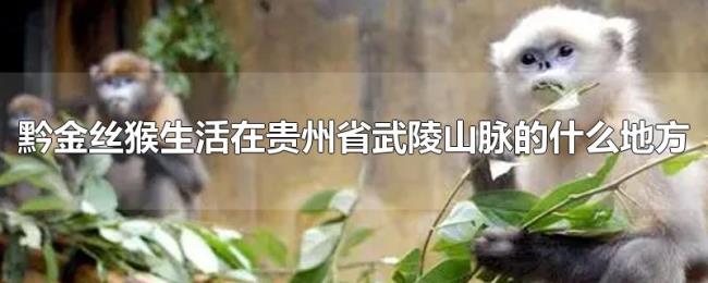 黔金丝猴生活在贵州省武陵山脉的什么地方