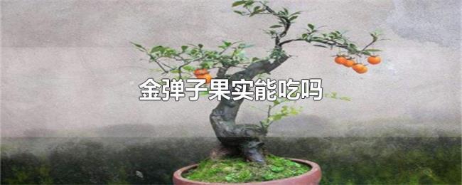 金弹子果实能吃吗 金弹子果实能吃吗