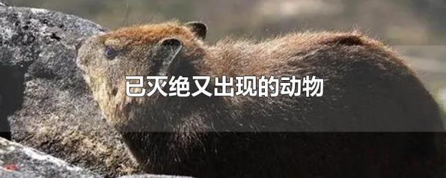 已灭绝又出现的动物 已灭绝又出现的动物