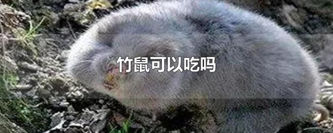 竹鼠可以吃吗 竹鼠可以吃吗