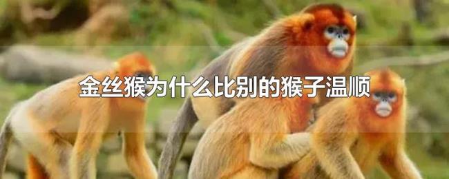 金丝猴为什么比别的猴子温顺