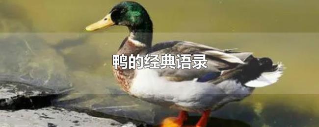 鸭的经典语录