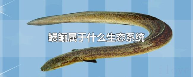 鳗鲡属于什么生态系统 鳗鲡属于什么生态系统
