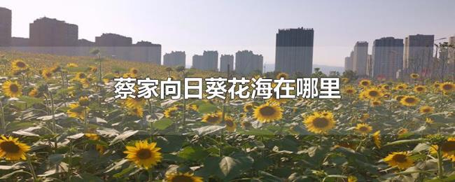 蔡家向日葵花海在哪里 蔡家向日葵花海在哪里