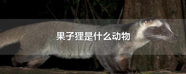 果子狸是什么动物 果子狸是什么动物