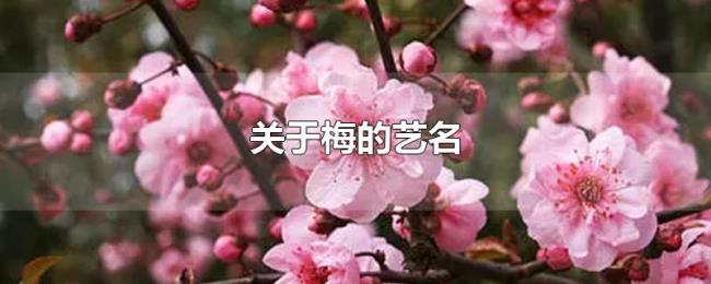 关于梅的艺名 关于梅的艺名