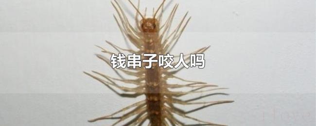 钱串子咬人吗