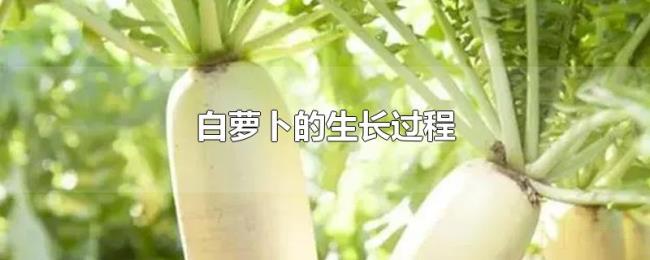 白萝卜的生长过程