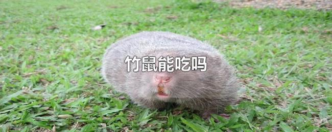 竹鼠能吃吗 竹鼠能吃吗