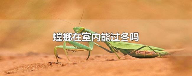 螳螂在室内能过冬吗