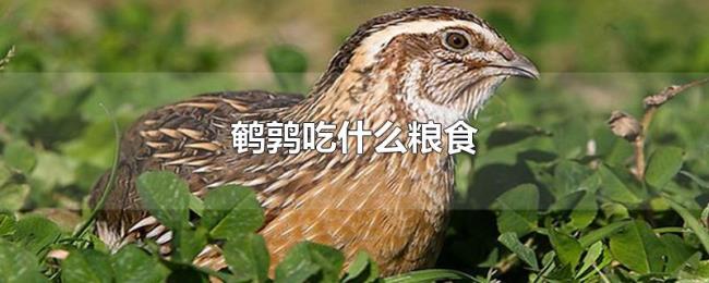 鹌鹑吃什么粮食