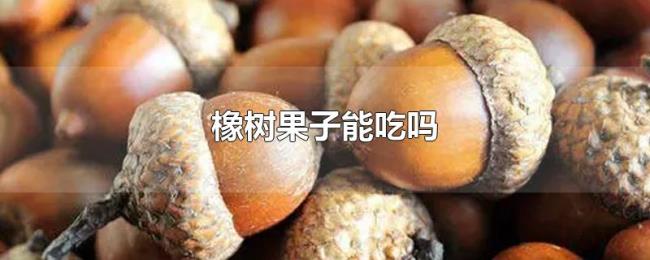 橡树果子能吃吗 橡树果子能吃吗