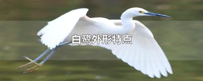 白鹭外形特点 白鹭外形特点