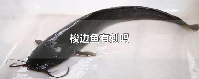 梭边鱼有刺吗 梭边鱼有刺吗