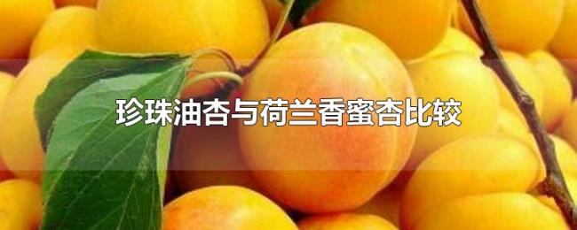 珍珠油杏与荷兰香蜜杏比较