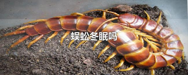 蜈蚣冬眠吗 蜈蚣冬眠吗