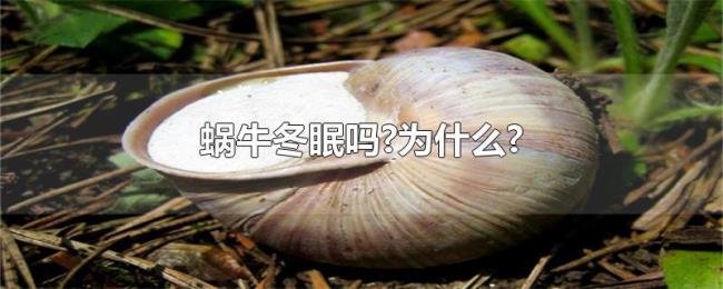 蜗牛冬眠吗?为什么?