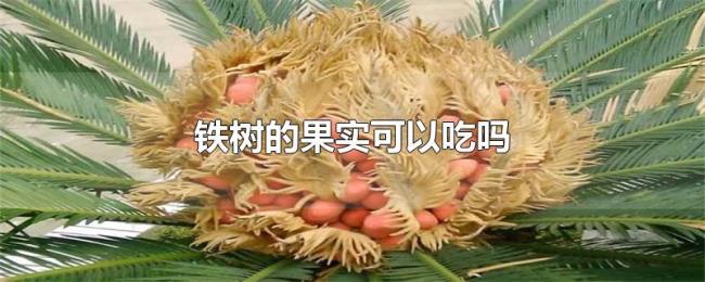 铁树的果实可以吃吗