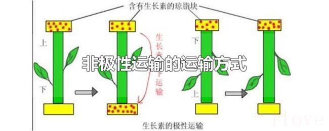 非极性运输的运输方式