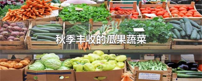秋季丰收的瓜果蔬菜 秋季丰收的瓜果蔬菜