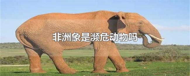 非洲象是濒危动物吗