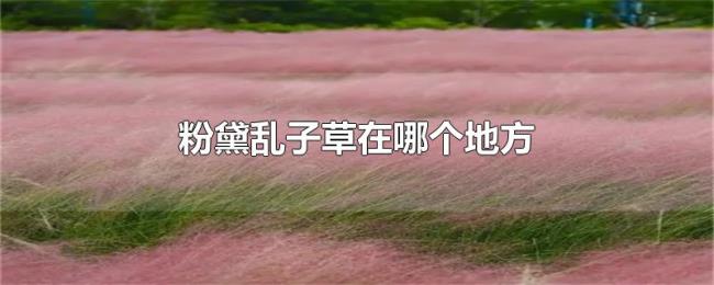 粉黛乱子草在哪个地方