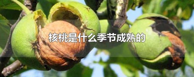核桃是什么季节成熟的