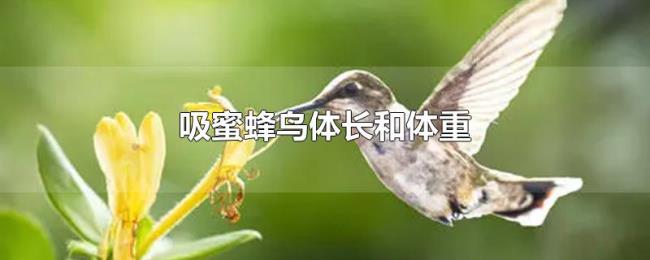 吸蜜蜂鸟体长和体重