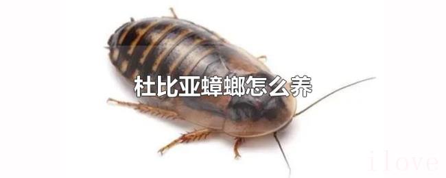 杜比亚蟑螂怎么养