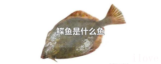 鲽鱼是什么鱼 鲽鱼是什么鱼
