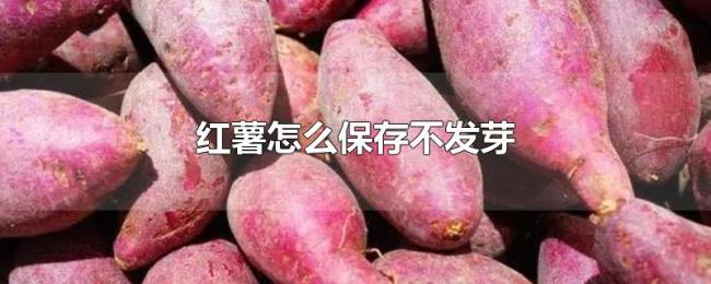 红薯怎么保存不发芽 红薯怎么保存不发芽