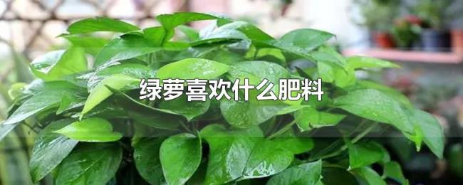 绿萝喜欢什么肥料