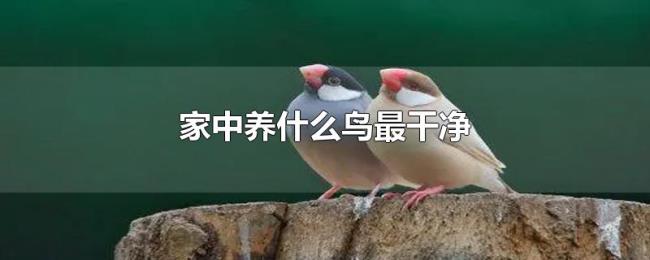 家中养什么鸟最干净