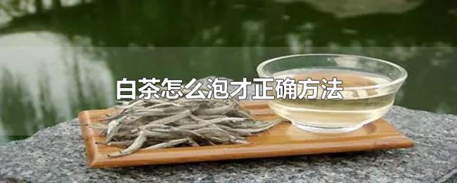 白茶怎么泡才正确方法