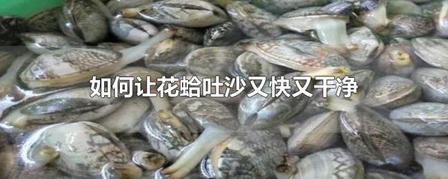 如何让花蛤吐沙又快又干净