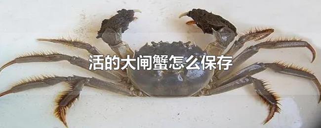 活的大闸蟹怎么保存 活的大闸蟹怎么保存