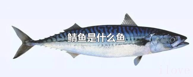 鲭鱼是什么鱼 鲭鱼是什么鱼