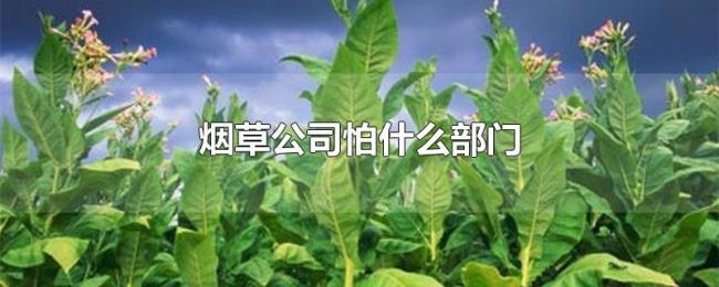 烟草公司怕什么部门