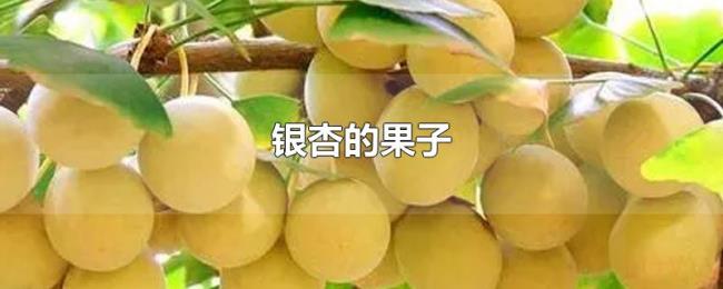 银杏的果子