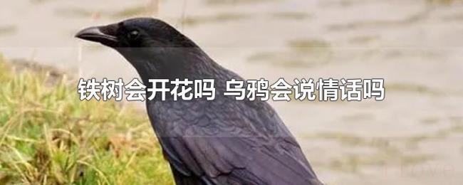铁树会开花吗（乌鸦会说情话吗）