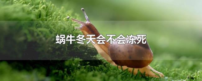 蜗牛冬天会不会冻死