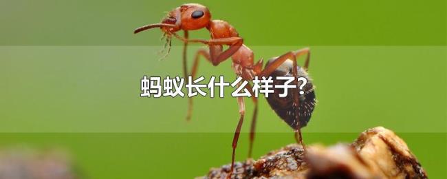 蚂蚁长什么样子? 蚂蚁长什么样子?