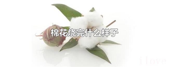 棉花烧完什么样子