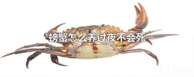 螃蟹怎么养过夜不会死 螃蟹怎么养过夜不会死